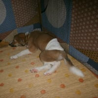 傷を負った子犬