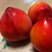 プラム収穫と《blog再開＆引越し》　　