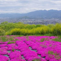 葛城山系に鮮やか色の芝桜が満開