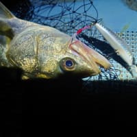 バラシ無し！カルティバ最高