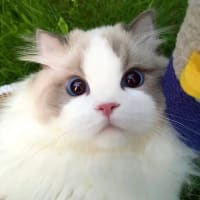 可愛く癒される猫ちゃんたちその⑤