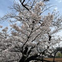 (4/7) 桜の思い出@上野恩賜公園①