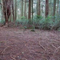 南部町八木沢峠界隈を散策　令和7年6月13日