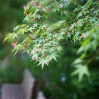 油絵調の個性的な描写が凄い　Kuribayashi C.C.Petri 50mm F2