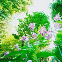 カノコユリとヒオウギ（板橋区立赤塚植物園 2025.7.26 撮影）