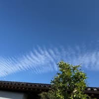 夏椿と