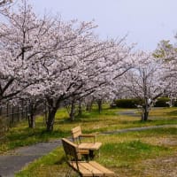 2025年お花見