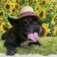 フレンチブルドッグのしーちゃん