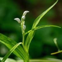 さやかな季節。