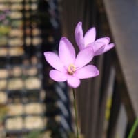今期最終投稿かな？