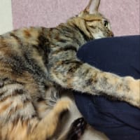 茶猫タイム　ガブガブとケリケリ