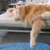 クールネックのシーズン到来