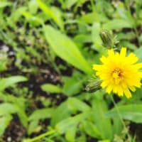 コウゾリナ：黄色いタンポポのような花を