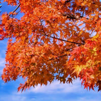 日光中禅寺湖の紅葉