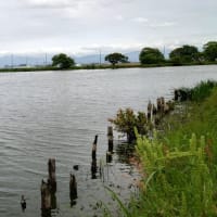 琵琶湖水系タナゴ探しリベンジ