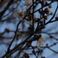 那須の冬　Ｓｅｉｊｉの夕方散歩３　（動画）