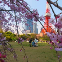 鮭と天むすのおにぎり？角煮も良いなあ♪