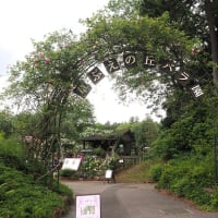 佐倉草ぶえの丘バラ園、"ローズフェスティバル2024" が始まりました。