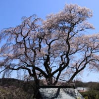 三春で桜観賞！