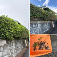 うっそうとした垣根にスズメバチの巣が！剪定で通気性を確保し蜂の巣対策【垣根剪定／スズメバチ駆除／剪定作業】