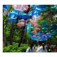 紫陽花の森に咲いた夏風景