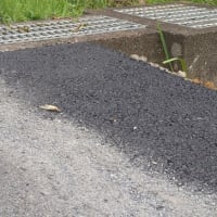 ヘビトンボ〜蛇蜻蛉は噛むの？