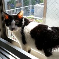 ふくちゃんとゴローさん　最後の2ショット集