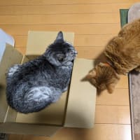 猫の箱取り物語