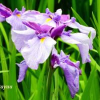 「県立相模原公園」の「水無月園」では「ハナショウブ」続々開花！！