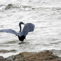 05/25探鳥記録写真-2：狩尾岬の鳥たち②（クロサギ三昧、）