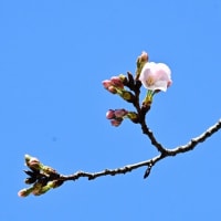 今治城の桜が開花しました