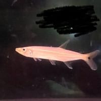今週の入荷魚　7月12日