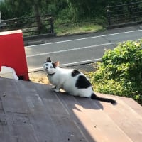 素人の妄想