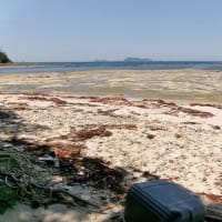 久しぶりの藍島