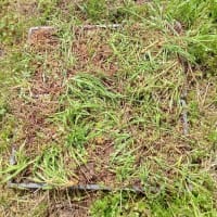 究極の雑草対策（根っこマルチ）～準備 PartⅡ