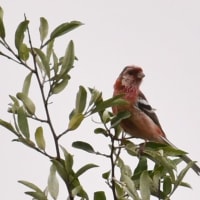 赤い鳥小鳥…1年ぶりのベニマシコ