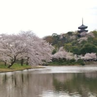 三渓園の桜
