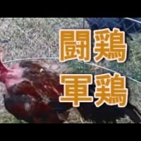 闘鶏軍鶏をご覧ください。シャモしゃも