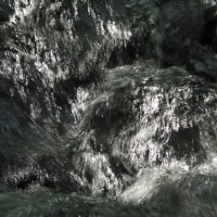 花の端境期の水林自然林には菌従属栄養植物などが（2025.6.8）#1