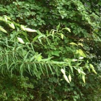 ヤマユリの偵察