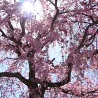 猪名川町　イナホールの桜