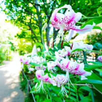 カノコユリとヒオウギ（板橋区立赤塚植物園 2025.7.26 撮影）