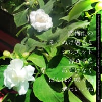 インパチェンス-シルエット-アップルブロッサム