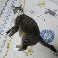 眠くたってお約束だから