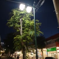 街路灯の灯り