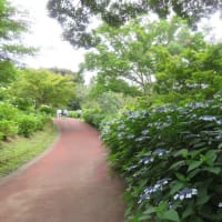 水戸のあじさいまつり