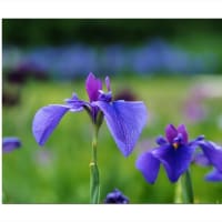 花菖蒲　色彩の綾、城北の夢