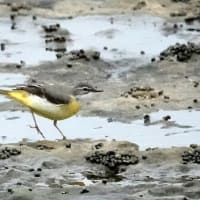 04/19探鳥記録写真-2：狩尾岬の鳥たち②（キセキレイ三昧、）