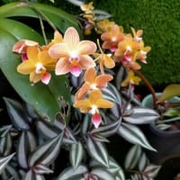 ミニミニ遊歩道　植物園