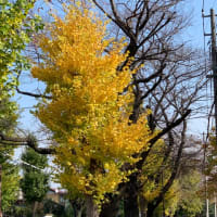 銀杏の木